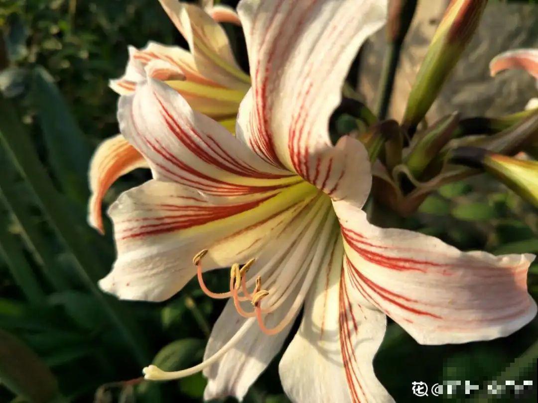 15年的君子兰，今天终于奇迹开花，开花技巧都给你！