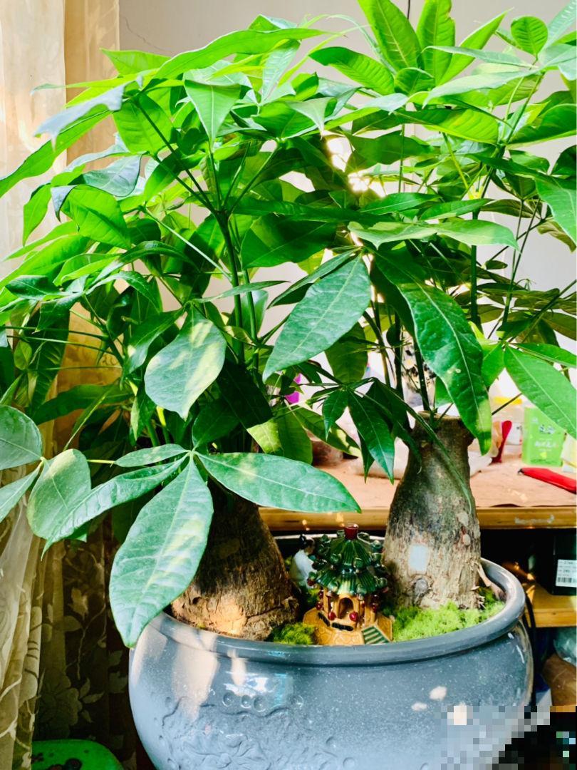 特怕水的4种植物，水别乱浇，长得能更好