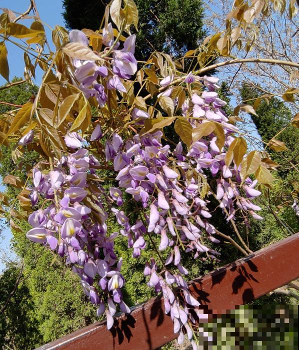 5种爬藤花，秋天种正合适，随便晒太阳也不怕