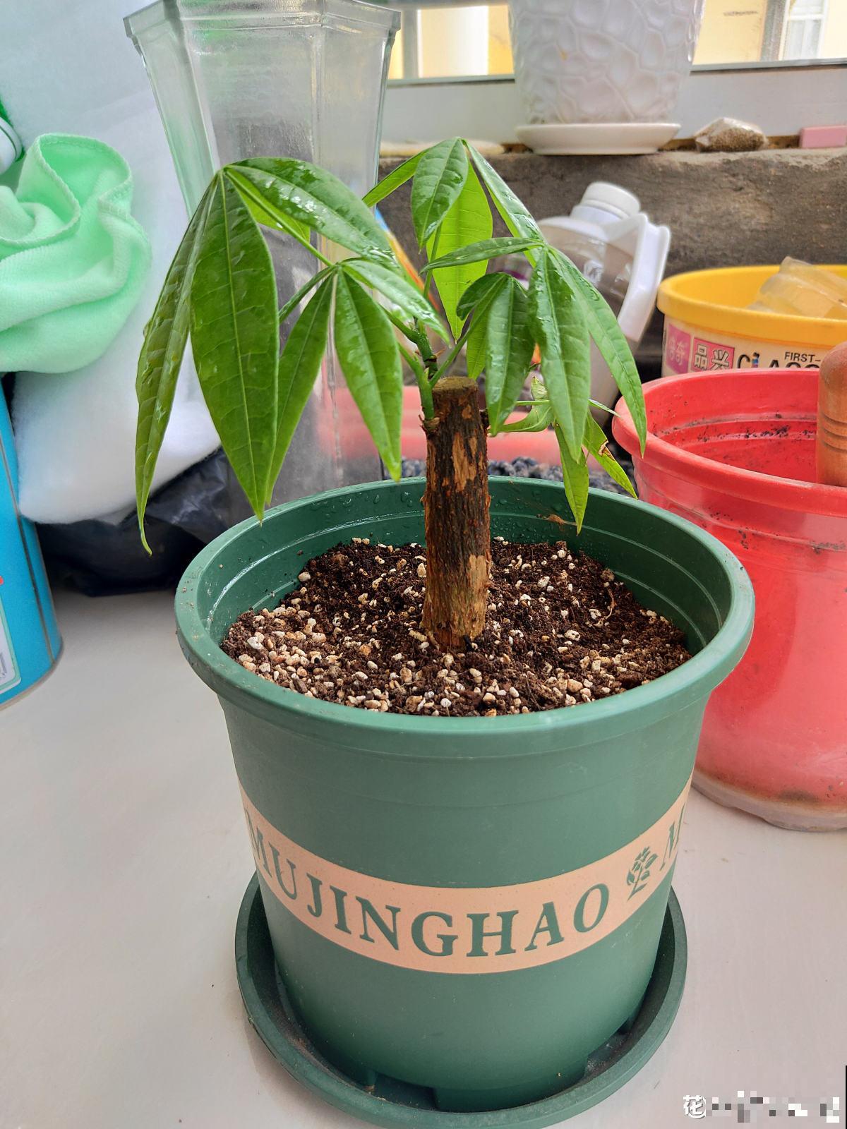 发财树出现这两种情况,多半就是烂根了,赶紧救! 发财树出现这两种情况,多半就是烂根了,赶紧救!