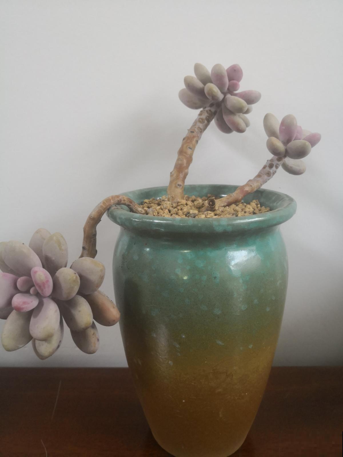 瓷盆养花越养越瞎，养花选盆别用瓷盆，花都养死了