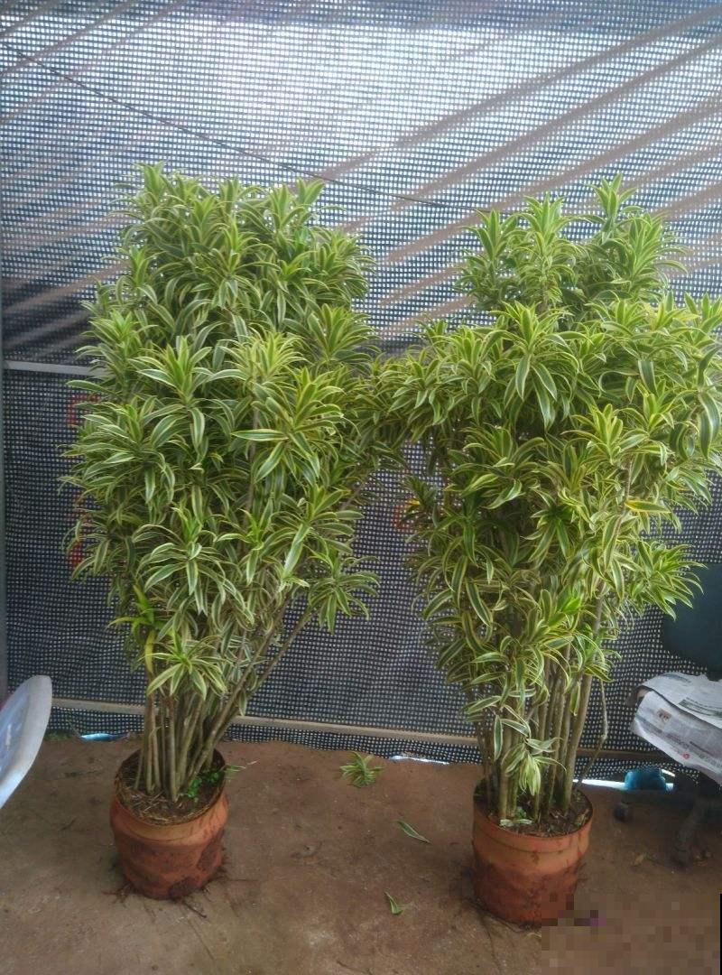 镇宅吉祥保平安,"吉祥竹"必不可少,过年购花首选 镇宅吉祥保平安,"吉祥竹"必不可少,过年购花首选