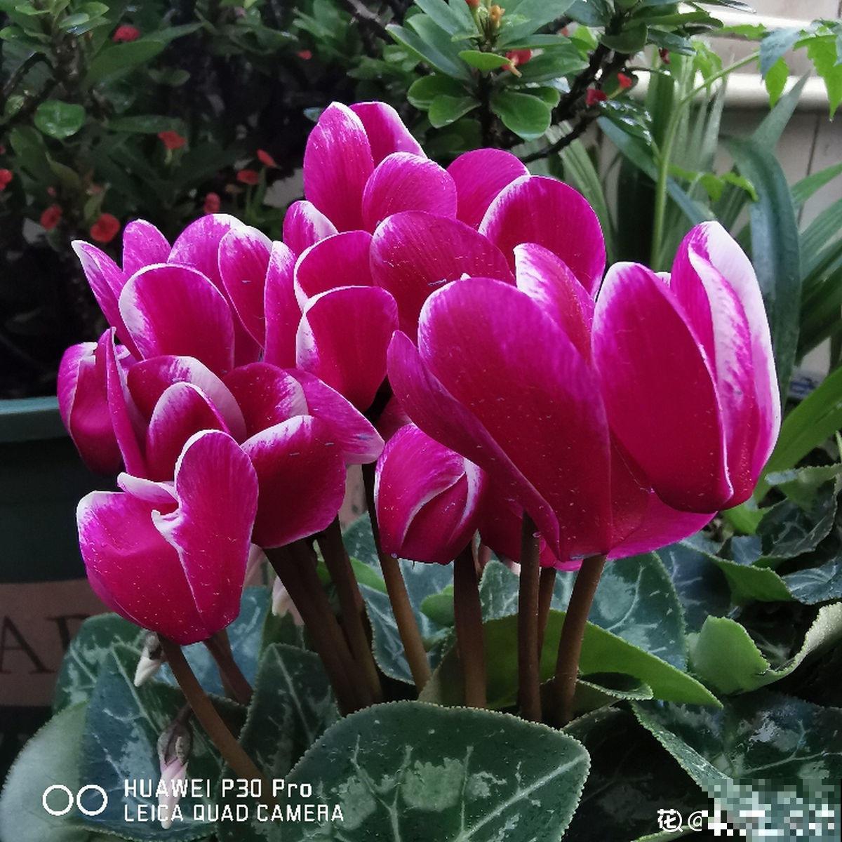 养了5年仙客来的老花匠，跟他学习后，原来爆盆秘诀这么简单