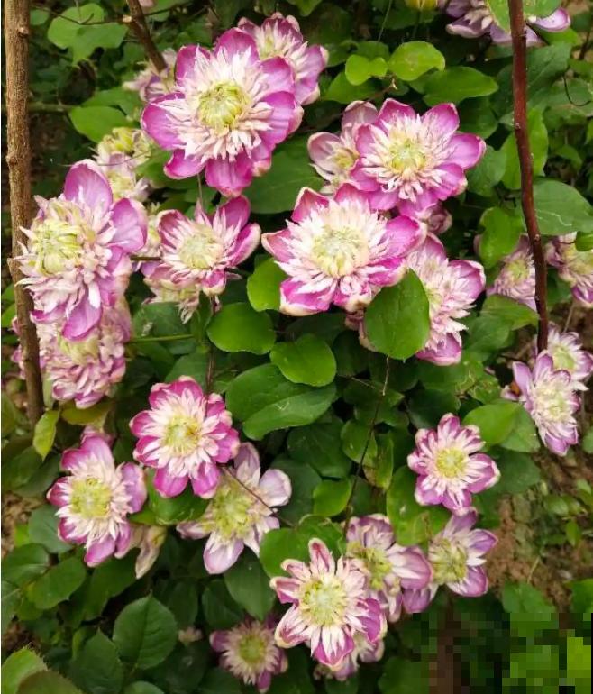 “花园三宝”之一,1年能开花上百天,冬天特别抗寒! “花园三宝”之一,1年能开花上百天,冬天特别抗寒!