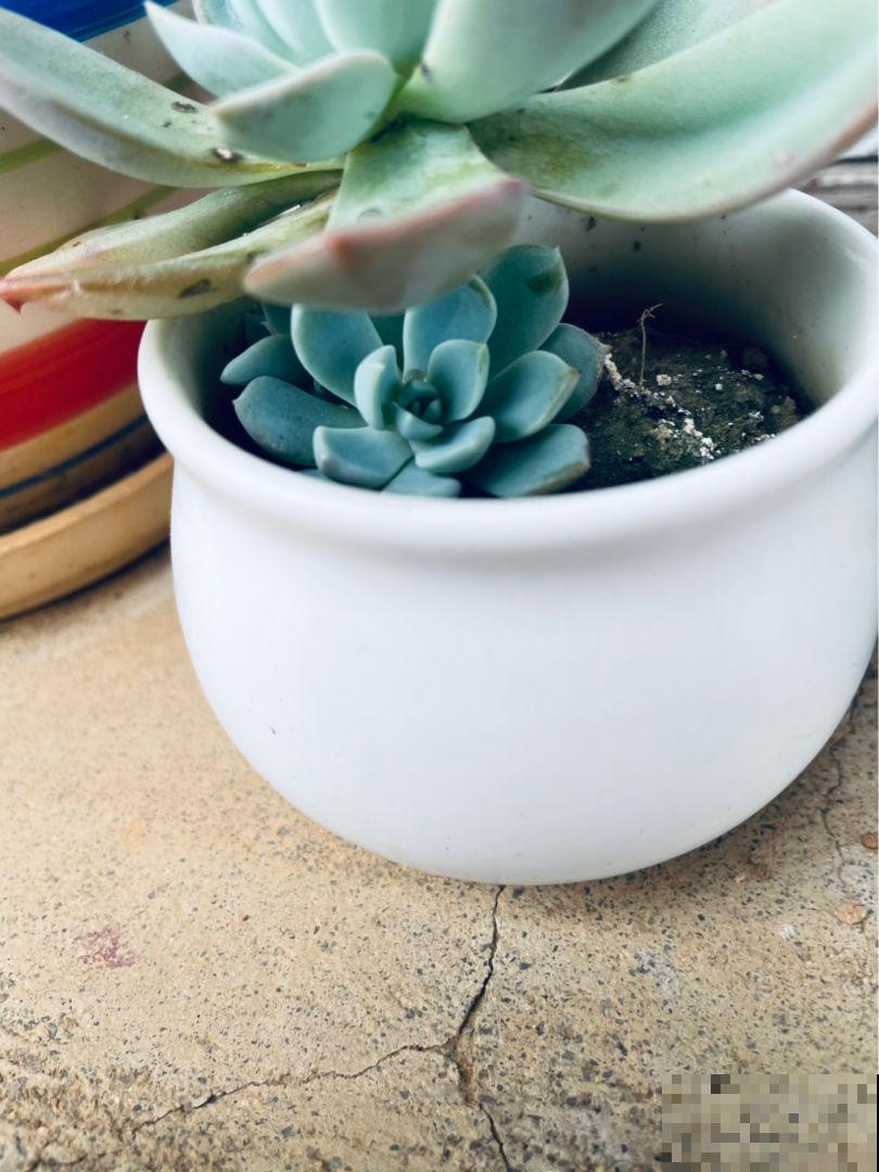 秋后是多肉上色最佳时间，分享2个技巧，多肉颜色红的像火