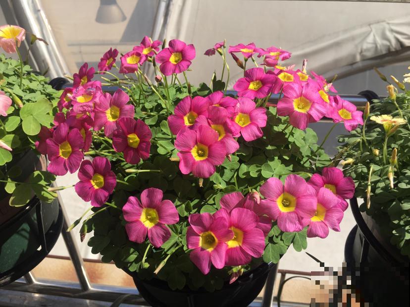 4种花9月份要及时翻盆，开花才会爆，不然明年没花看