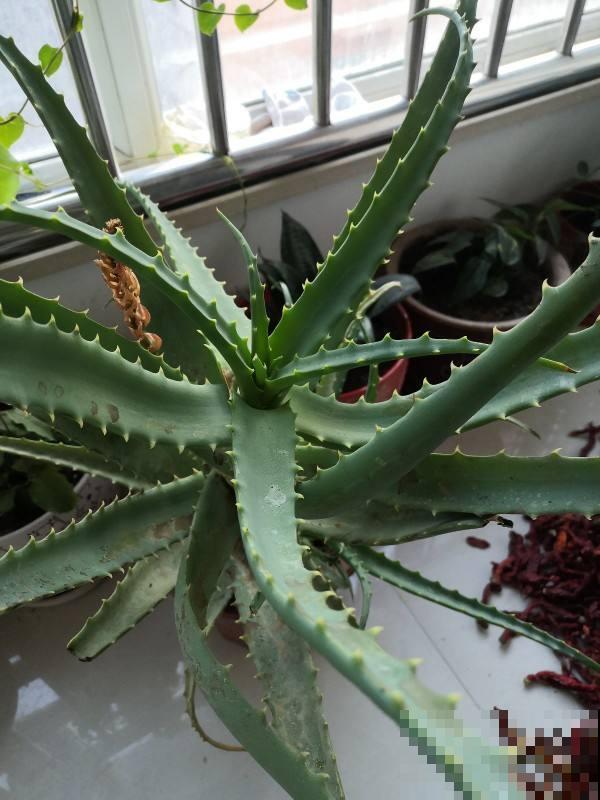 芦荟养护超简单，做好这5步，秒变又肥又壮小胖崽