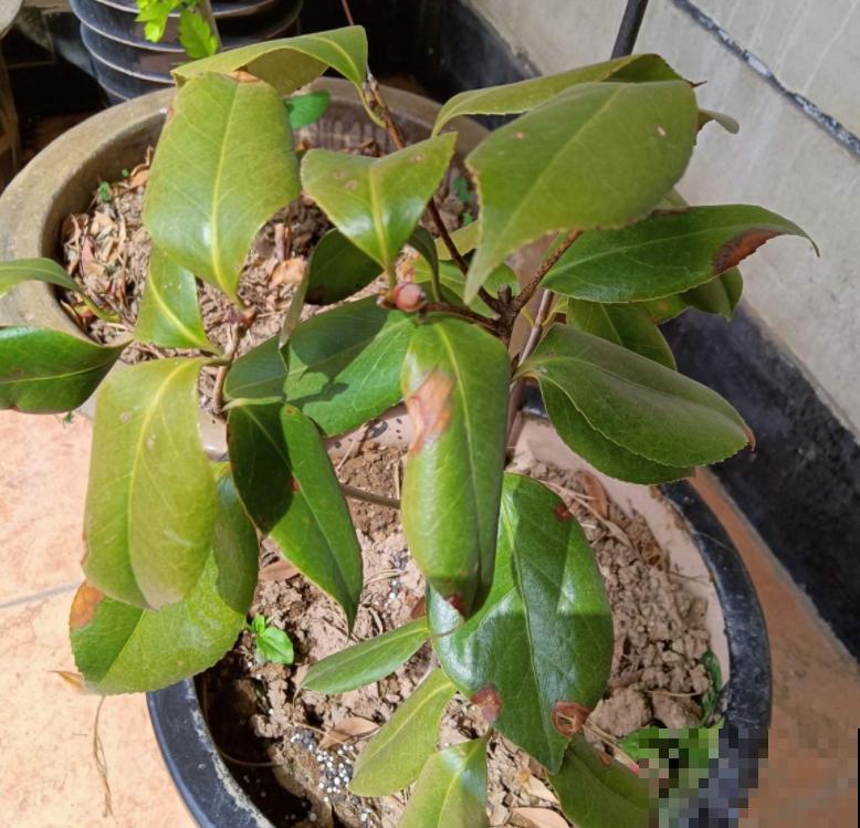 1种花特耐寒,冰天雪地也开花,颜色热闹火红 1种花特耐寒,冰天雪地也开花,颜色热闹火红