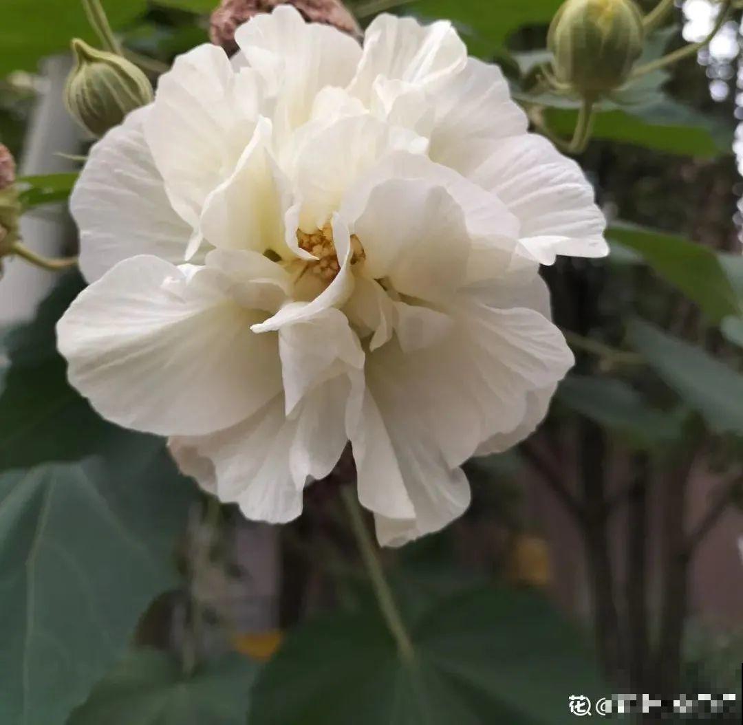 4组花长得太像,实在太容易认错,你能认出几个? 4组花长得太像,实在太容易认错,你能认出几个?