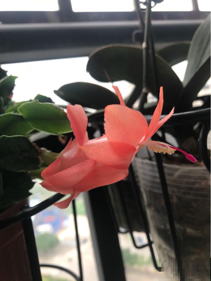 蟹爪兰叶子软乎乎,记住“5怕”,避开后叶子硬如铁 蟹爪兰叶子软乎乎,记住“5怕”,避开后叶子硬如铁