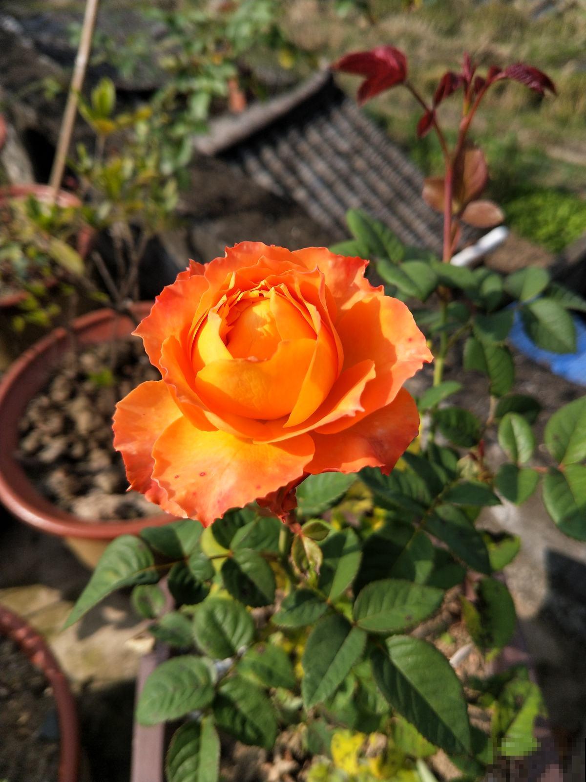 爱养花的女人,一般都有这5个优点,你中了几条? 爱养花的女人,一般都有这5个优点,你中了几条?