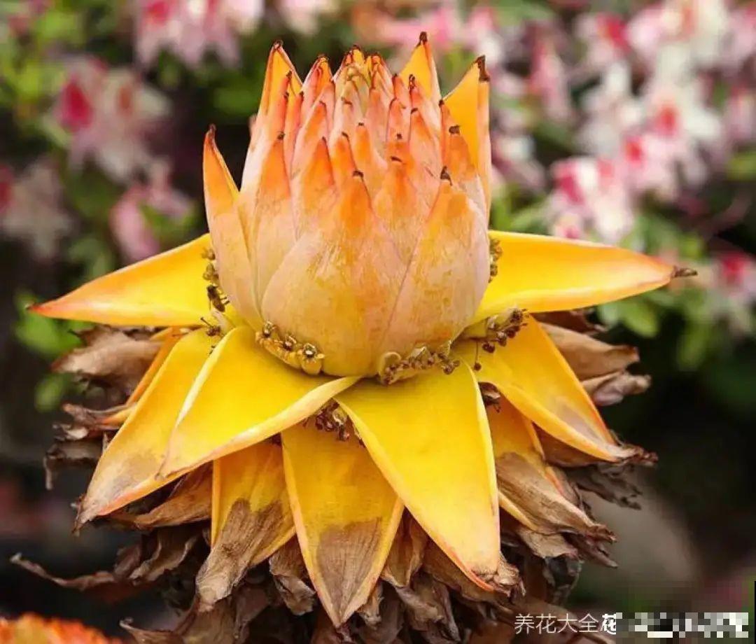 66万一盆的花,真是够贵的,打工几十年也攒不出一盆 66万一盆的花,真是够贵的,打工几十年也攒不出一盆