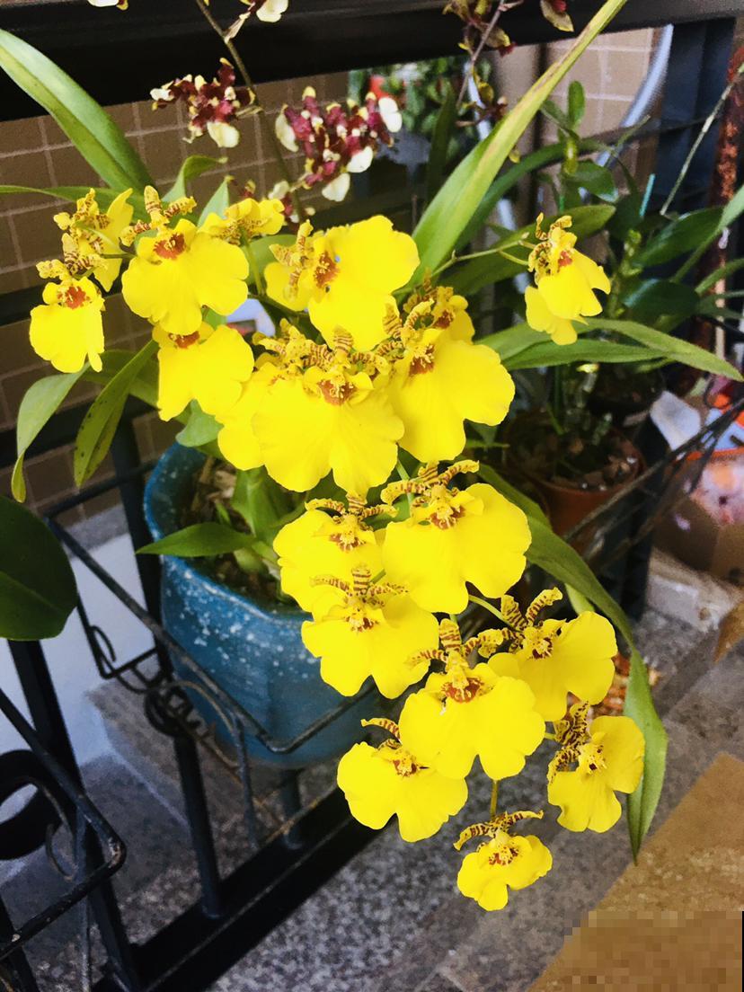 一种兰花开花像“跳舞”，养在家里特耐阴，还有转运好兆头