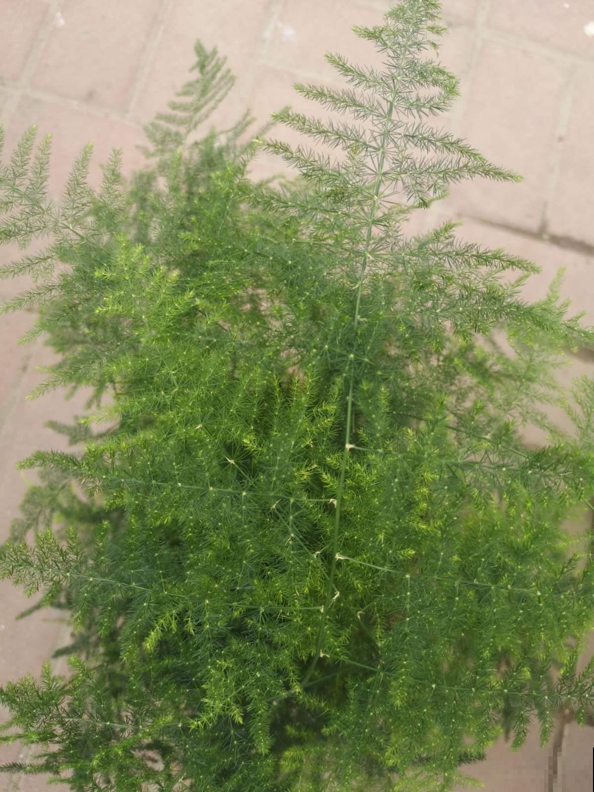 家里的文竹开满花，内行人一看：好运气要来了