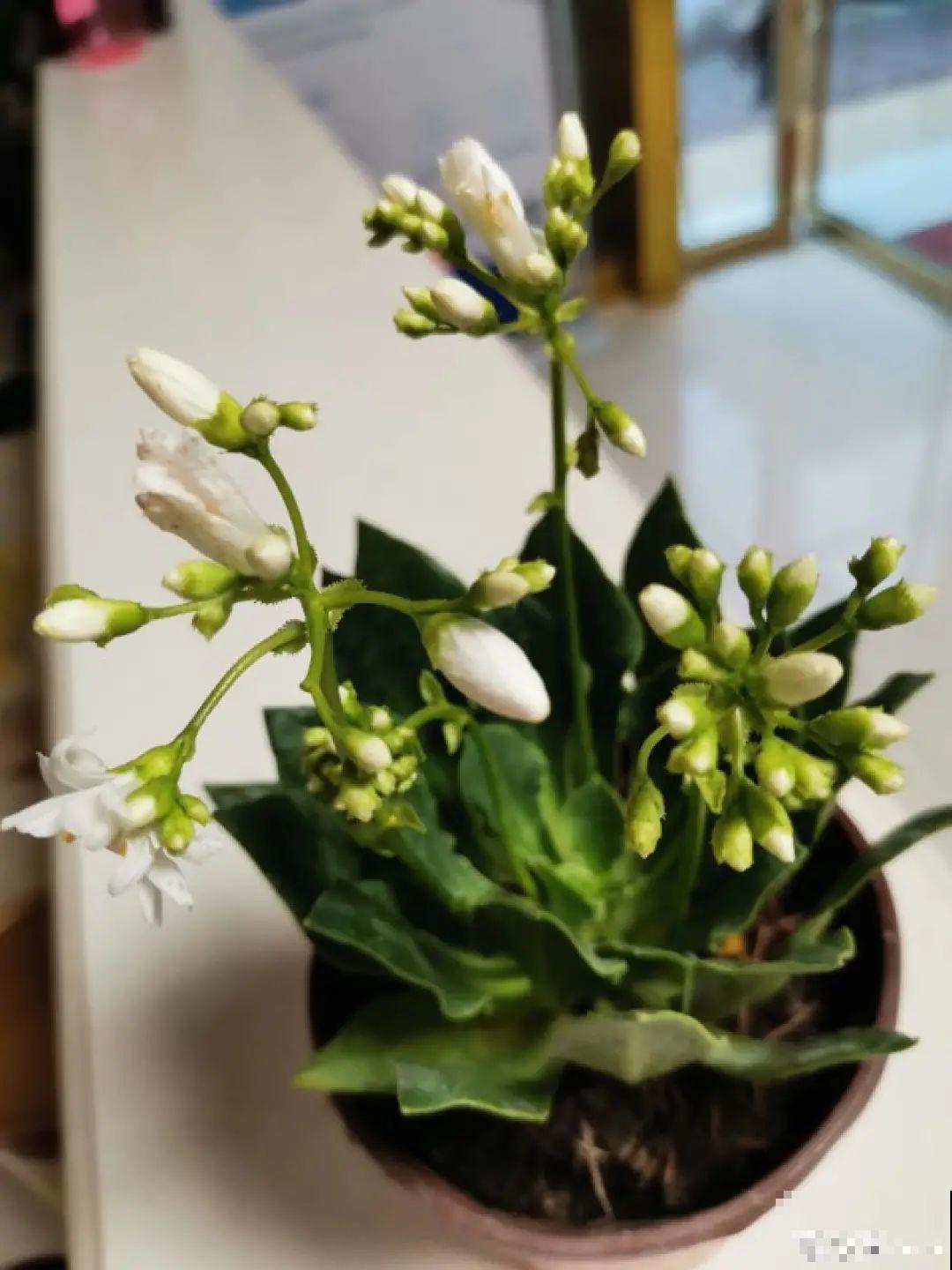 颜值超高的小清新植物,一年到头都在开花,而且越开花越多 颜值超高的小清新植物,一年到头都在开花,而且越开花越多