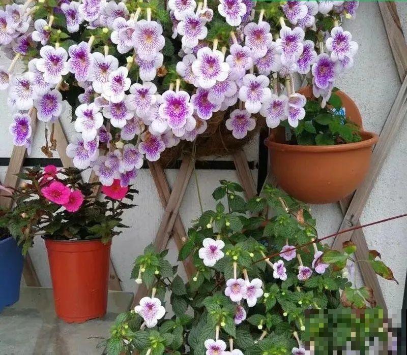 长筒花是“室内花量王者”，没光也能开爆盆，阳台党福音