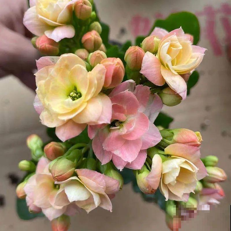 冬天常见的“吉利花”，耐旱皮实花量大，大半年都在开花