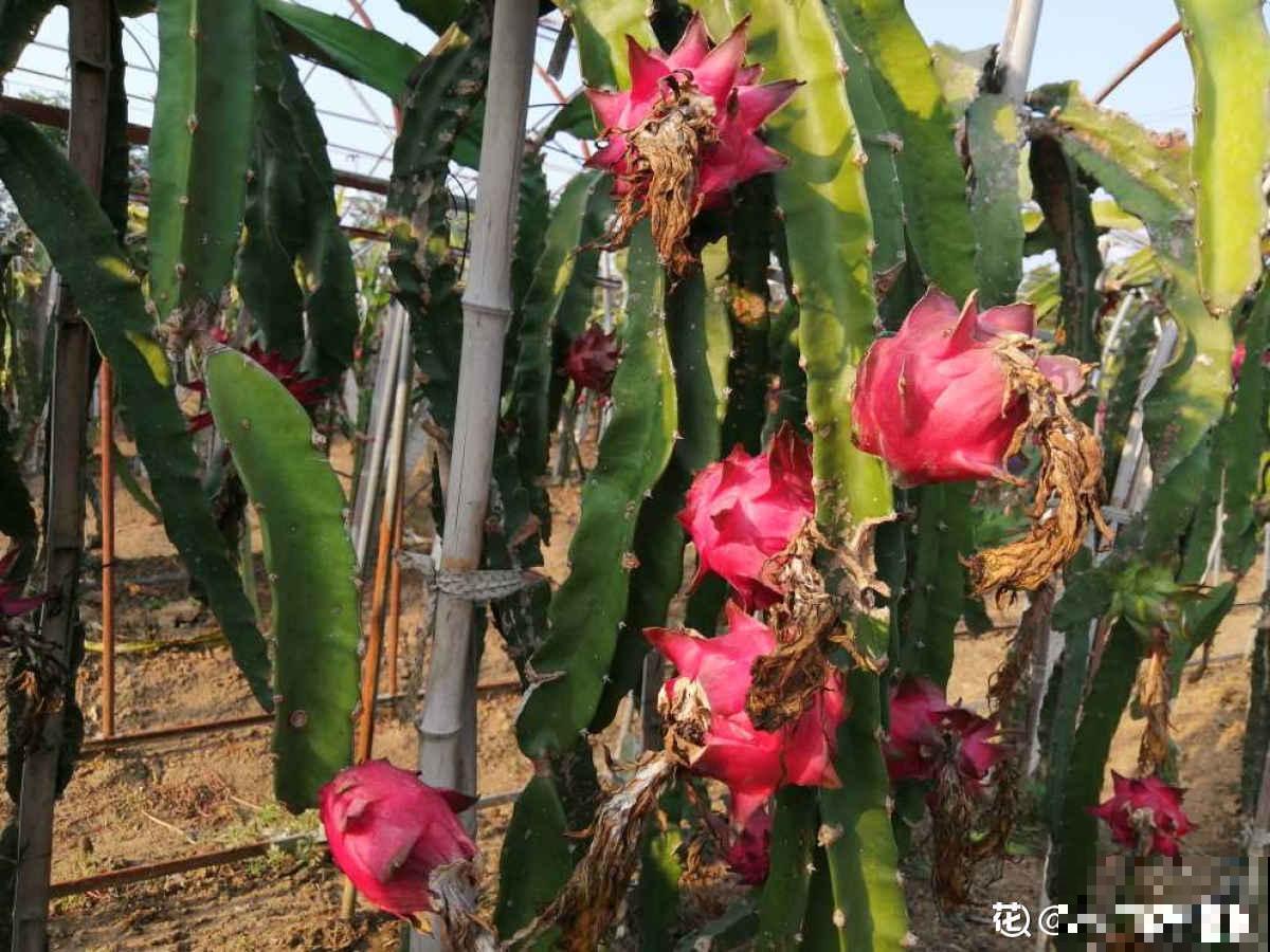 每天都吃的4种植物，长在树上的样子，你一定没见过