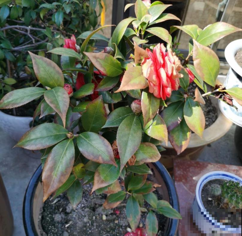 1种花特耐寒,冰天雪地也开花,颜色热闹火红 1种花特耐寒,冰天雪地也开花,颜色热闹火红