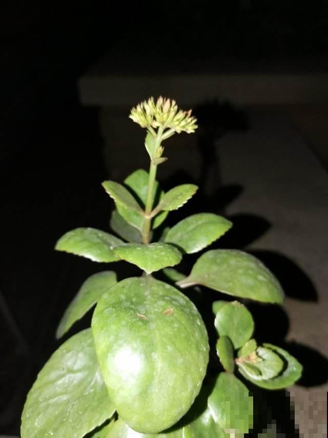 “植物杀手”的3大特征，你都中招了吗，及时纠正才是硬道理