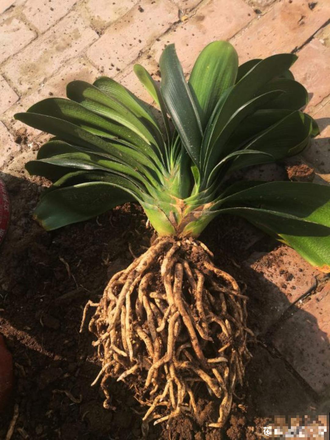 养君子兰就得学会6要点，叶子绿油亮，开花多又大