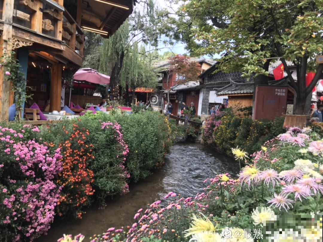 一盆菊花一万二，能开出七个颜色，真是少见