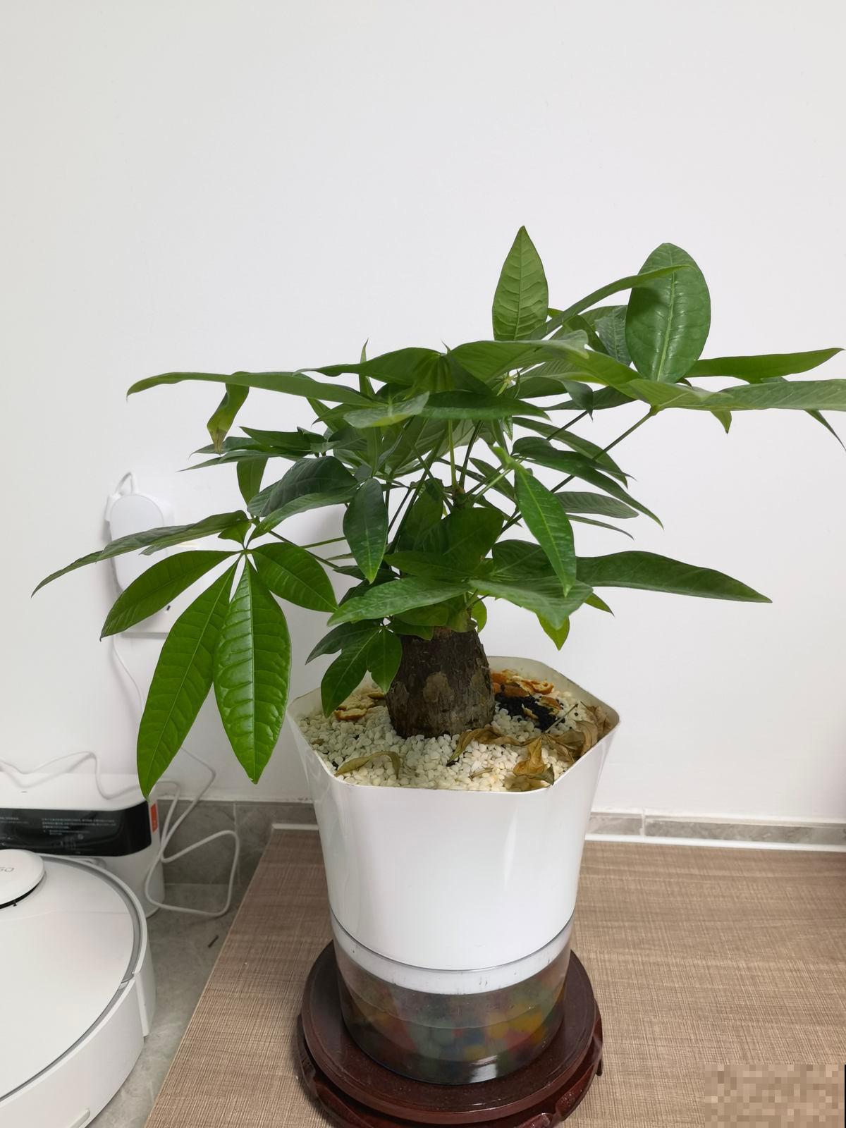 发财树能水培养吗
