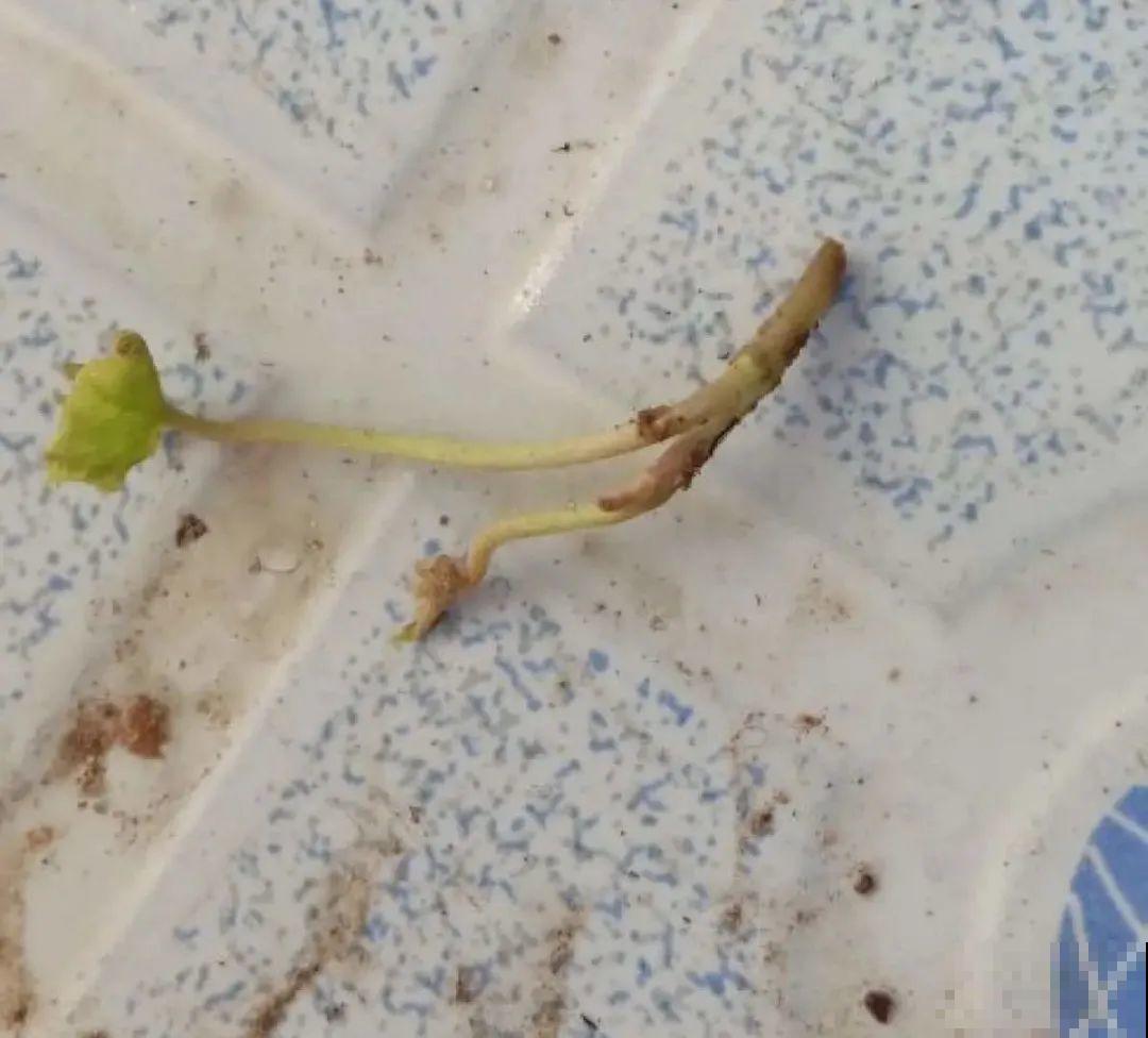 5种花,要是秋天不扦插,错过还得等1年! 5种花,要是秋天不扦插,错过还得等1年!