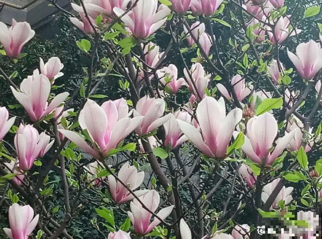 家里养8种“守家树”，红红火火特别旺运，镇宅好福气