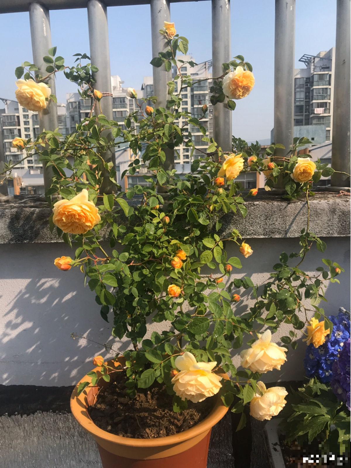 5种爬藤花，秋天种正合适，随便晒太阳也不怕