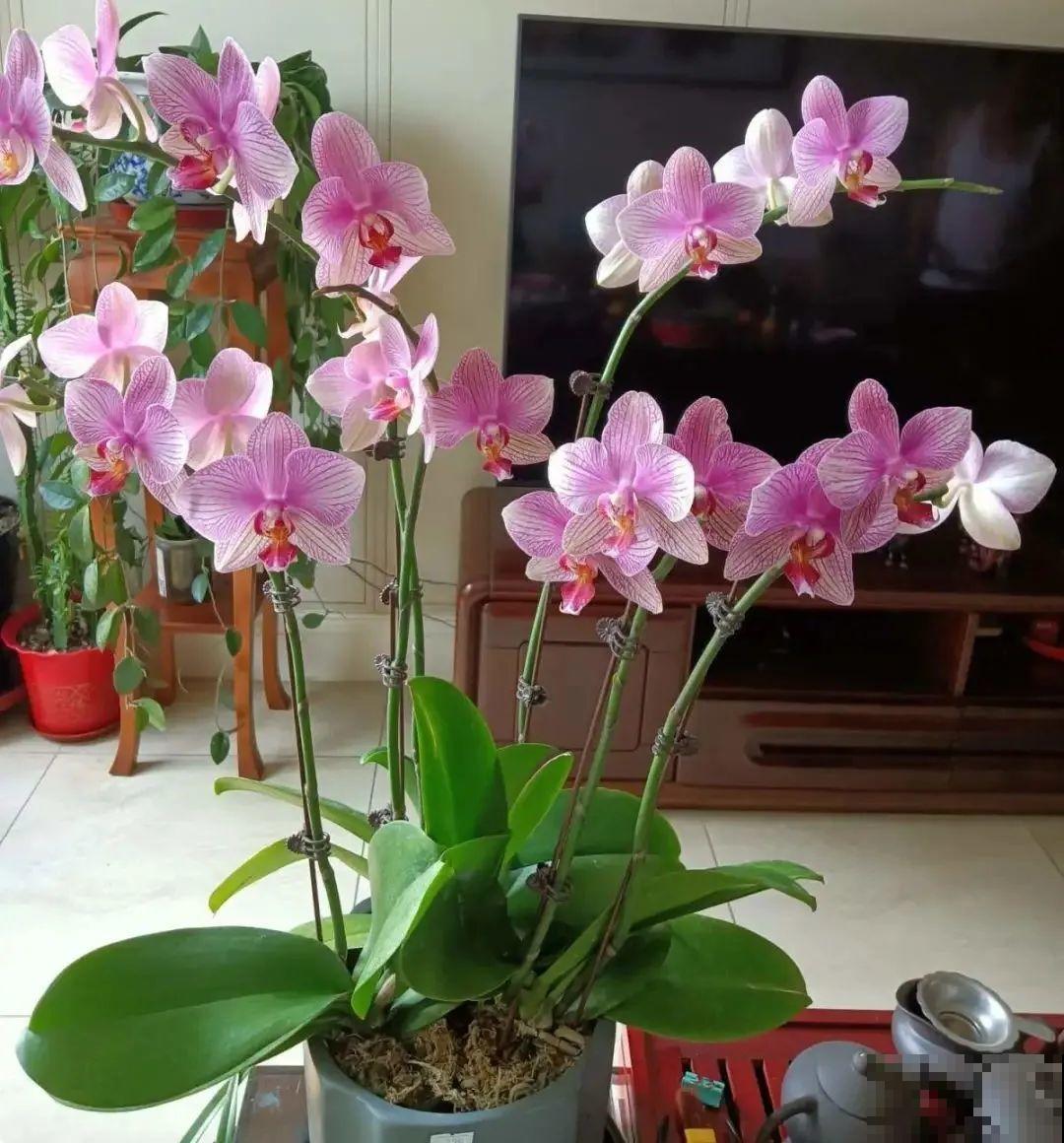 养蝴蝶兰注意4要点，叶子油亮有光泽，花朵娇艳美丽