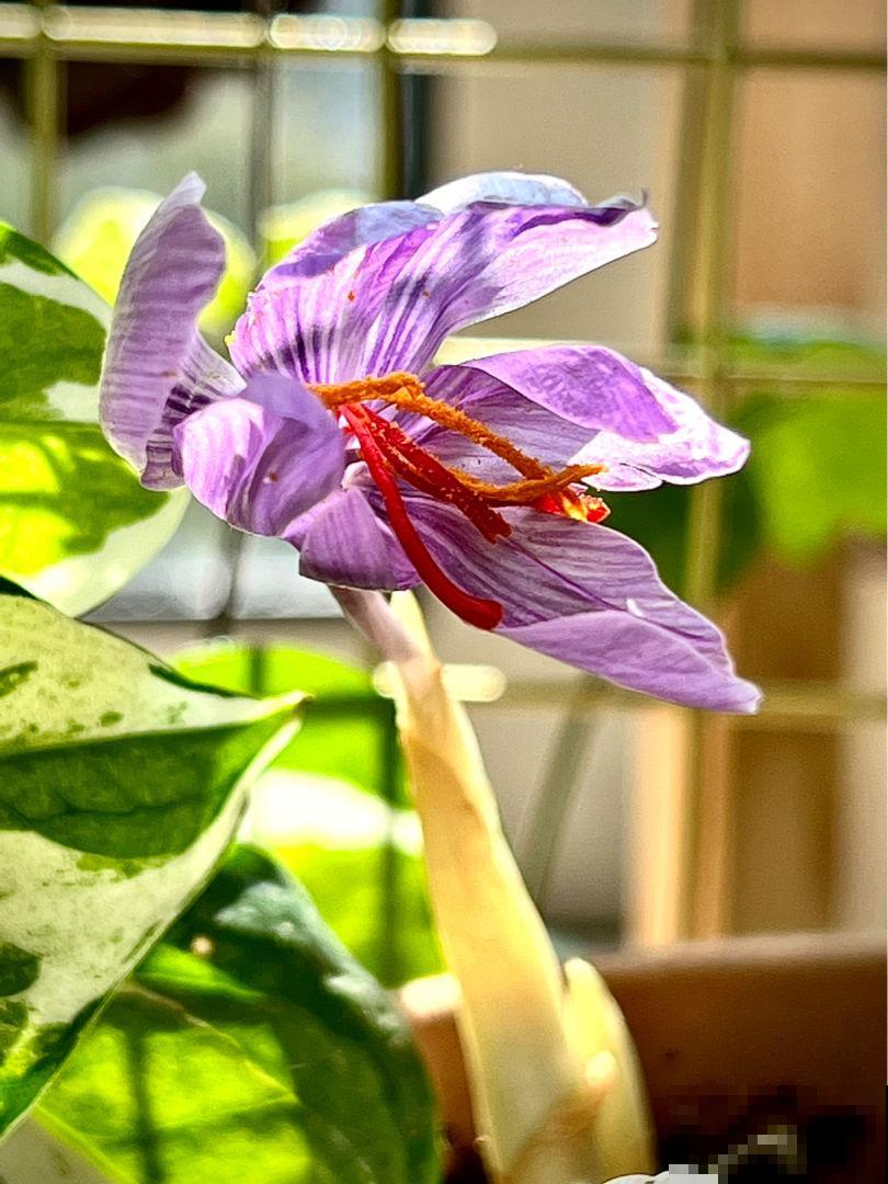 家里有女人，养一盆藏红花，养生美颜效果好