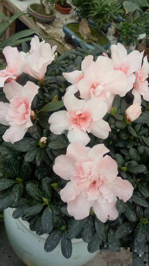 5种花卉冬天不要买，花市猫腻多，新手小白切记