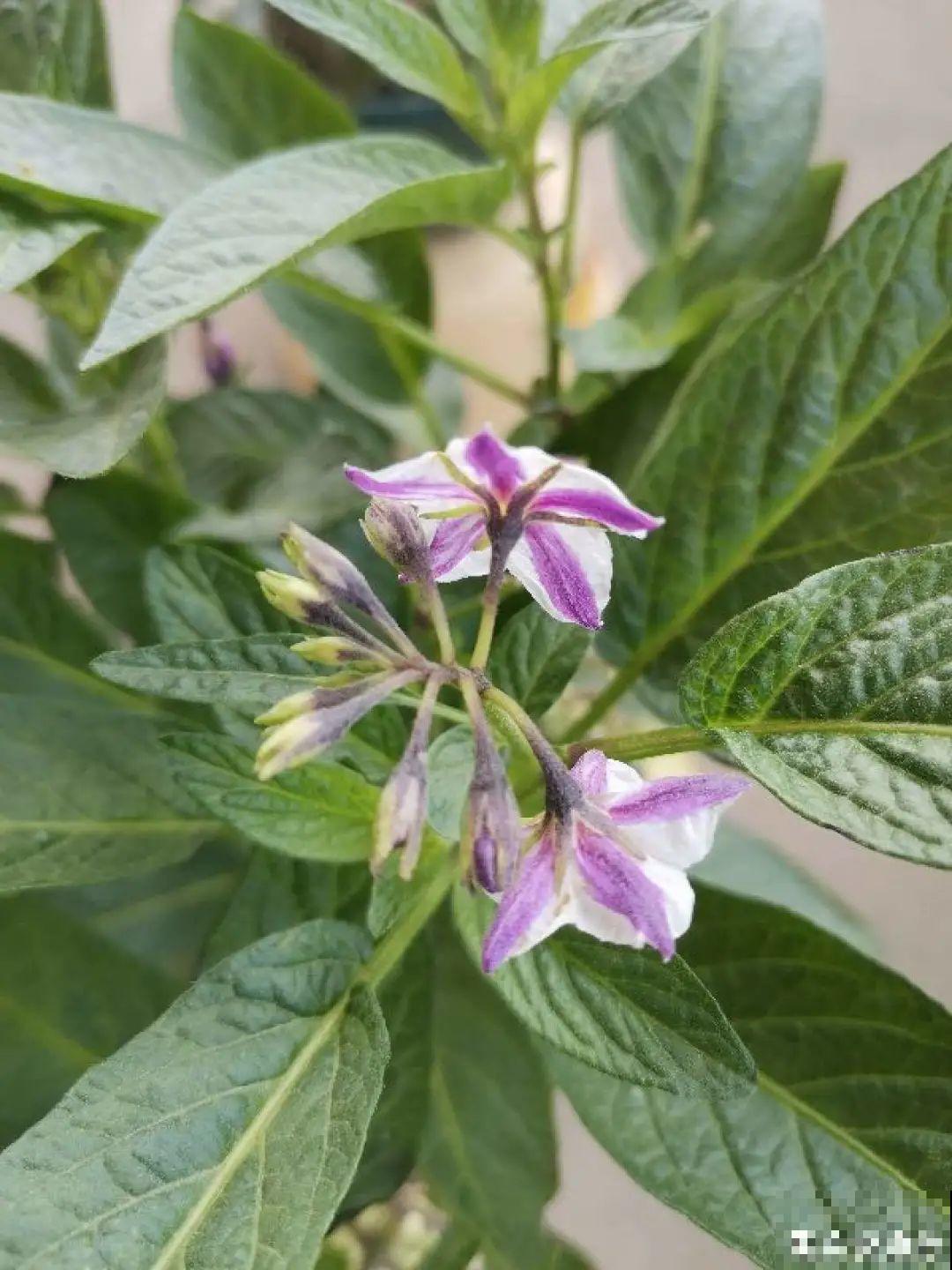 1种花俗称“摇钱树”，满盆长满小元宝，大吉大利，好看吉祥！