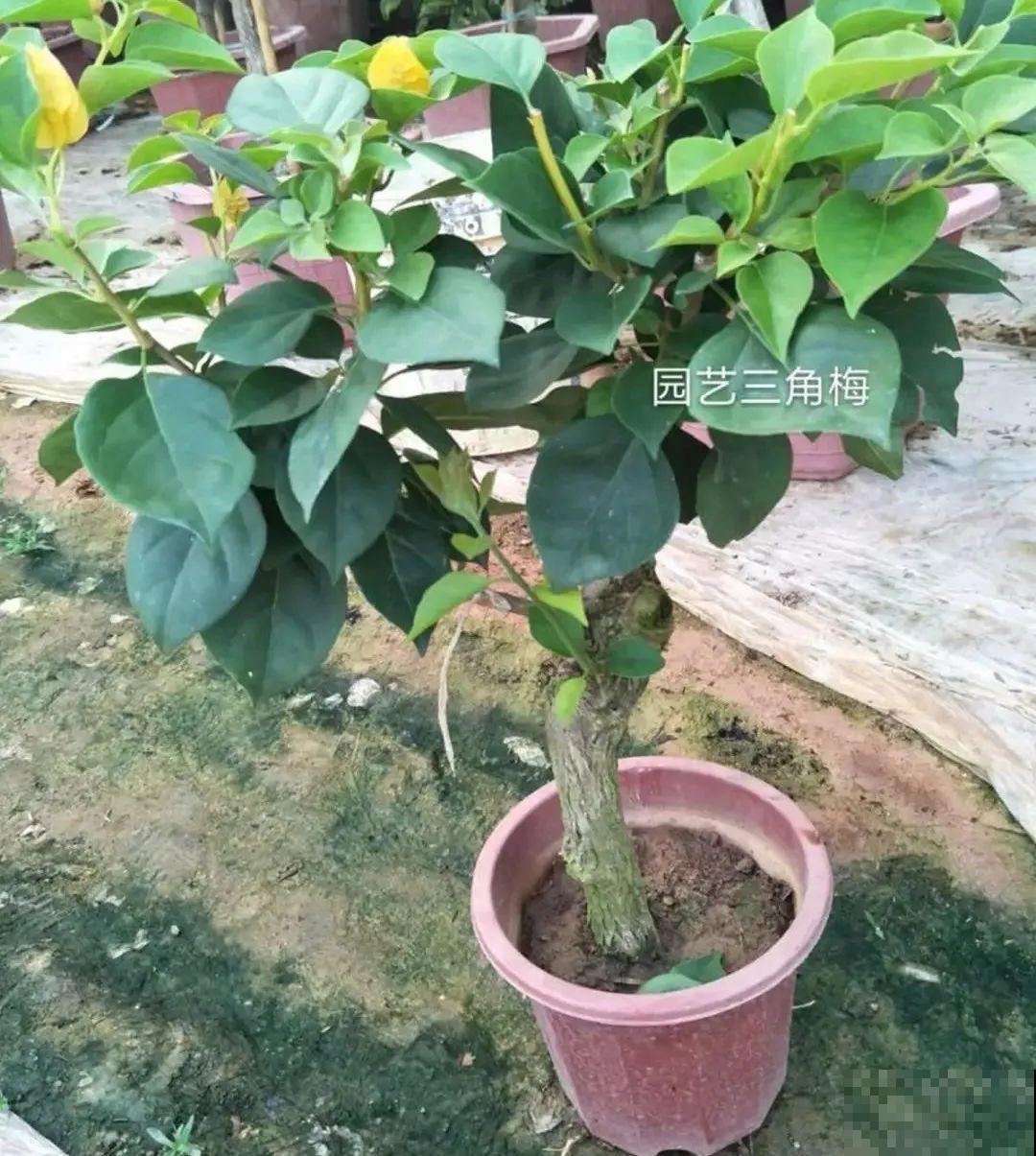 养的花一直不开花，主要是这6点做好，赶紧学起来