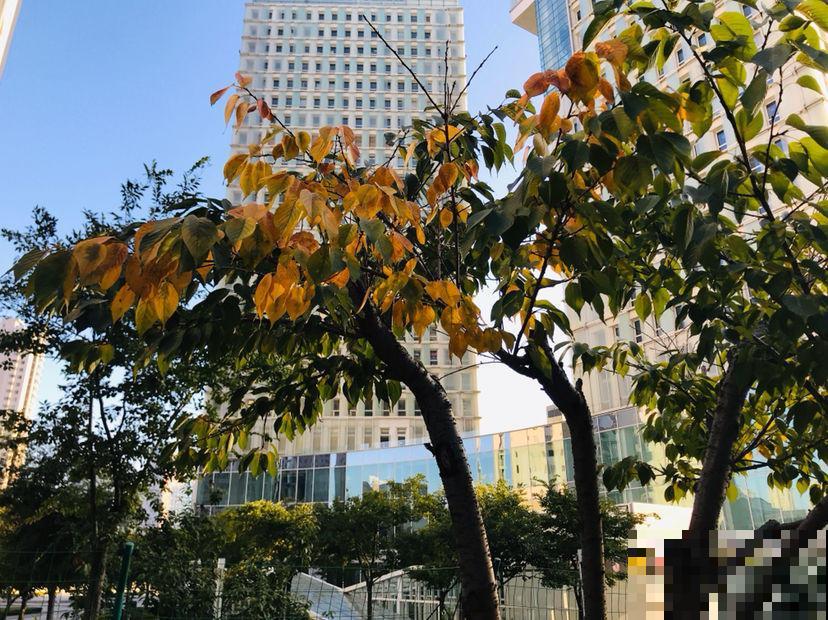 4种花秋天生机勃勃，开花像“活香水”，满屋子都是香味