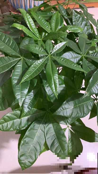 10种需要“干养”的花,不要“灌”着它们,不然全都烂根 10种需要“干养”的花,不要“灌”着它们,不然全都烂根