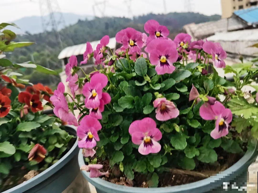 9种花,冬天狠心剪一刀,剪对了明年妥妥爆花 9种花,冬天狠心剪一刀,剪对了明年妥妥爆花