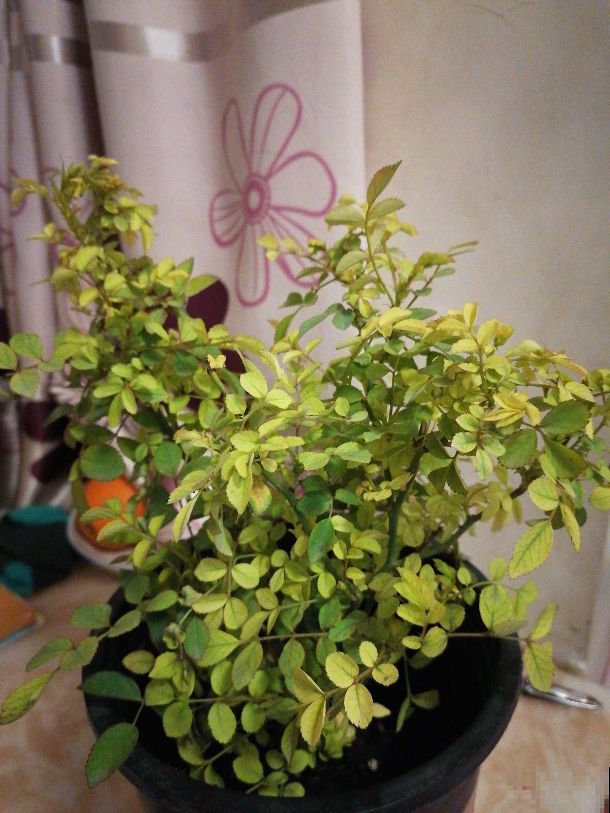 为什么养的花草总枯死？原来5个要点没注意，以前真是白费功夫了