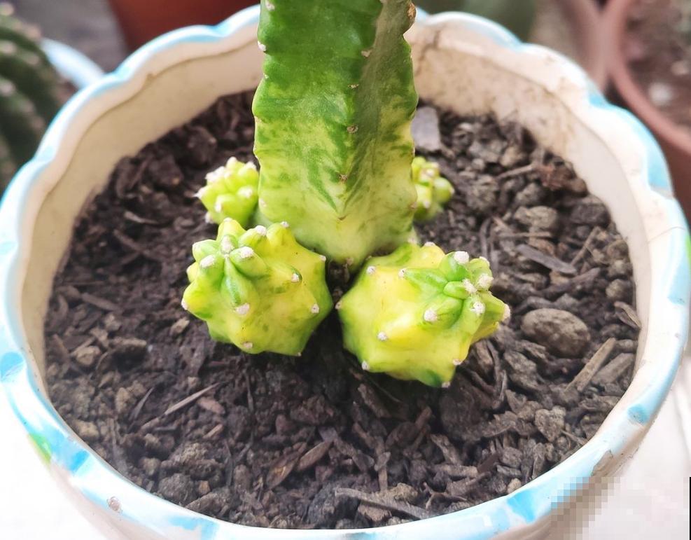 换盆后的旧土别扔，掺上4种东西，土肥的“流油”