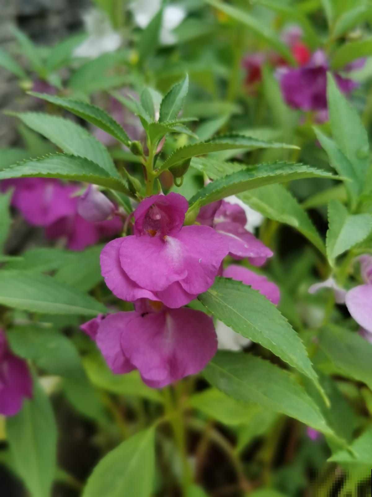 农村里很常见的6种花,小时候天天见,能叫上名字的人很少 农村里很常见的6种花,小时候天天见,能叫上名字的人很少