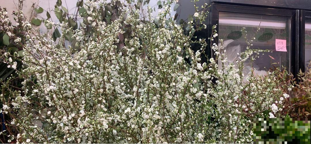 买了1把枯树枝,开花比下雪还好看,有格调的人都爱养 买了1把枯树枝,开花比下雪还好看,有格调的人都爱养