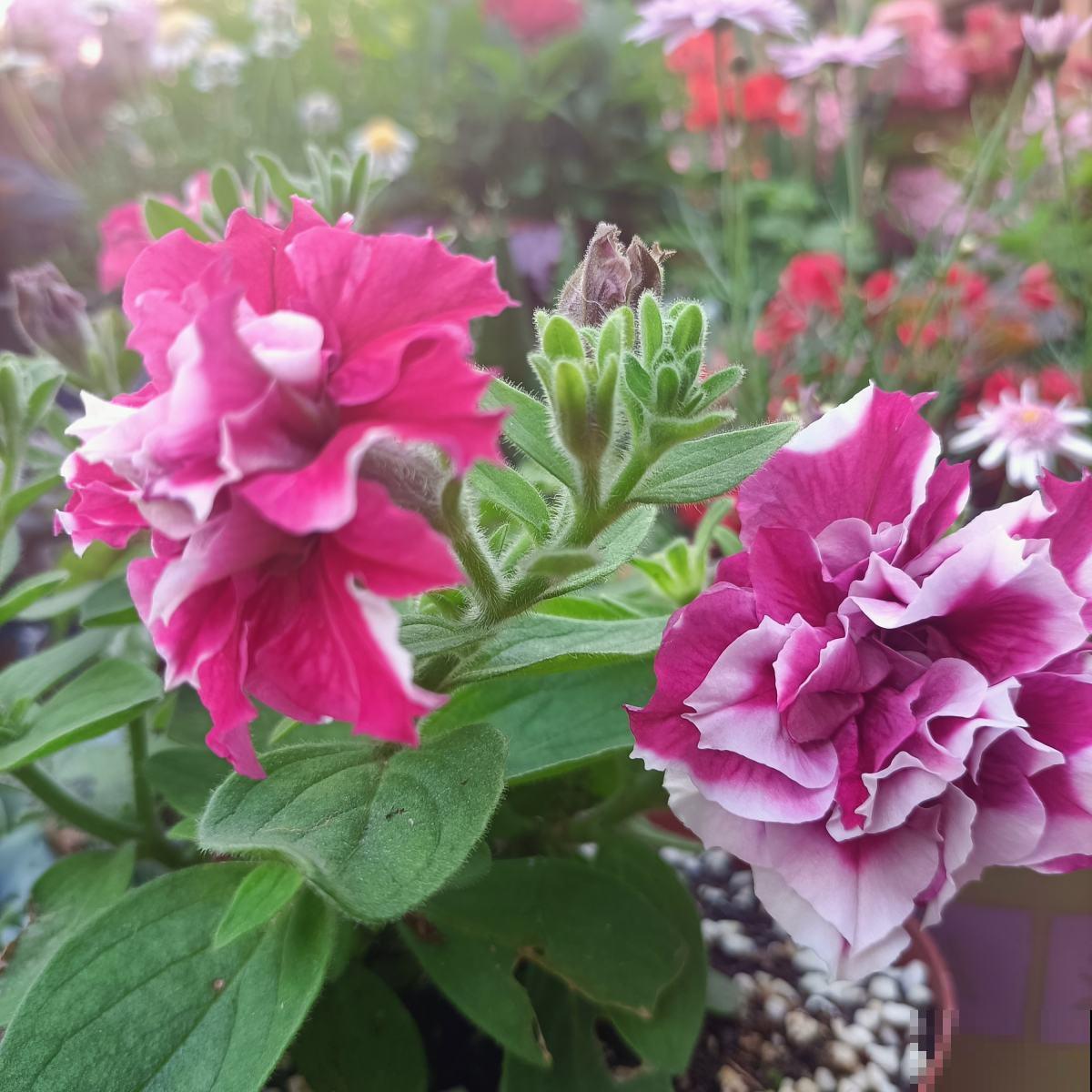 封闭阳台的“爆花神器”,一年四季都能开花,真怕把它累死 封闭阳台的“爆花神器”,一年四季都能开花,真怕把它累死