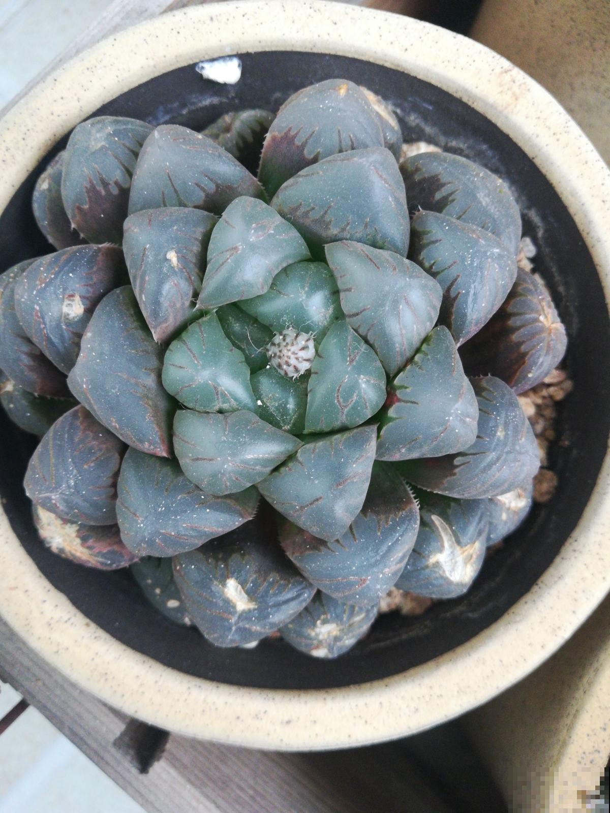 室内“多肉党”福音,6种多肉特耐阴,没光也能养爆盆 室内“多肉党”福音,6种多肉特耐阴,没光也能养爆盆