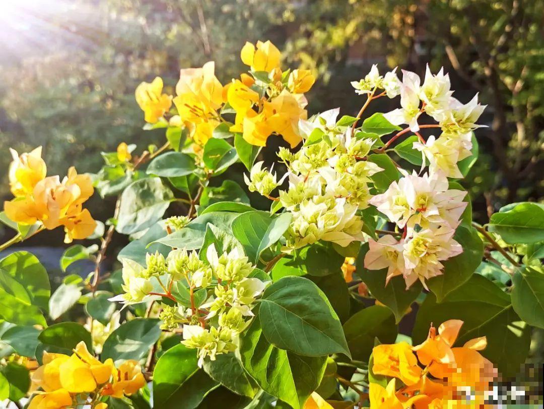 15年的君子兰，今天终于奇迹开花，开花技巧都给你！