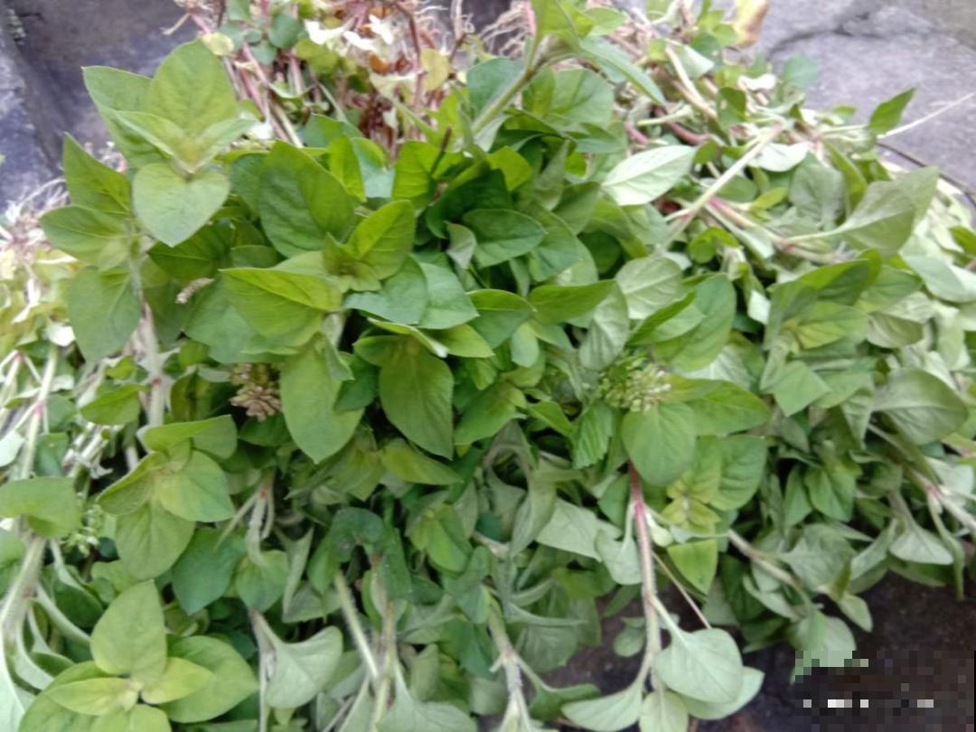 6种盆栽能吃,掐掉一节很快冒新芽,味道芳香营养丰富 6种盆栽能吃,掐掉一节很快冒新芽,味道芳香营养丰富