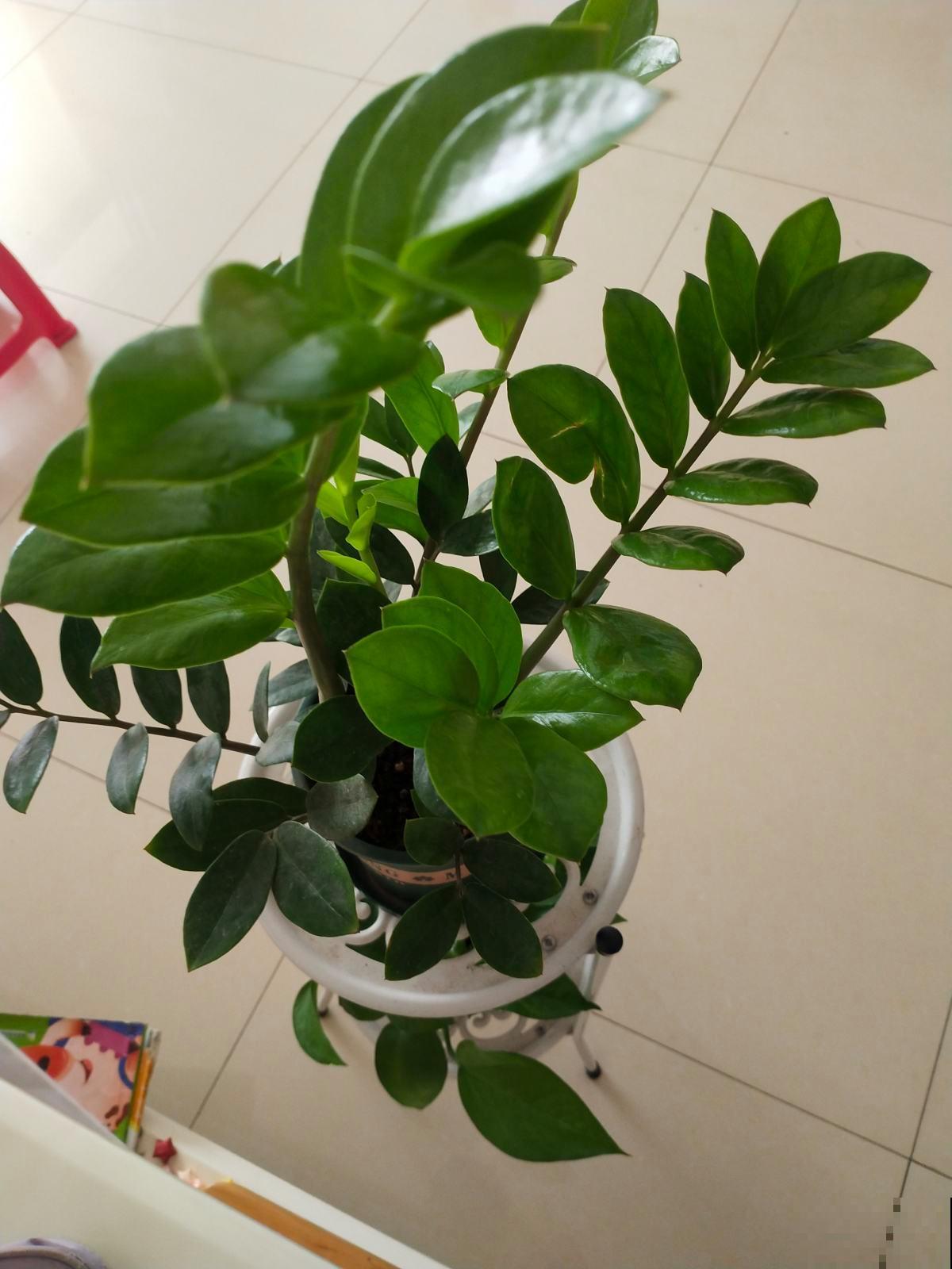 4种带“钱”的植物,在家养招财旺运,关键是太好养 4种带“钱”的植物,在家养招财旺运,关键是太好养