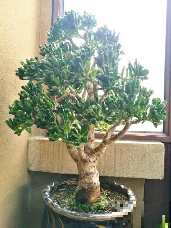 客厅养好树,子孙一直富,8种树养在家,镇宅有安全感 客厅养好树,子孙一直富,8种树养在家,镇宅有安全感