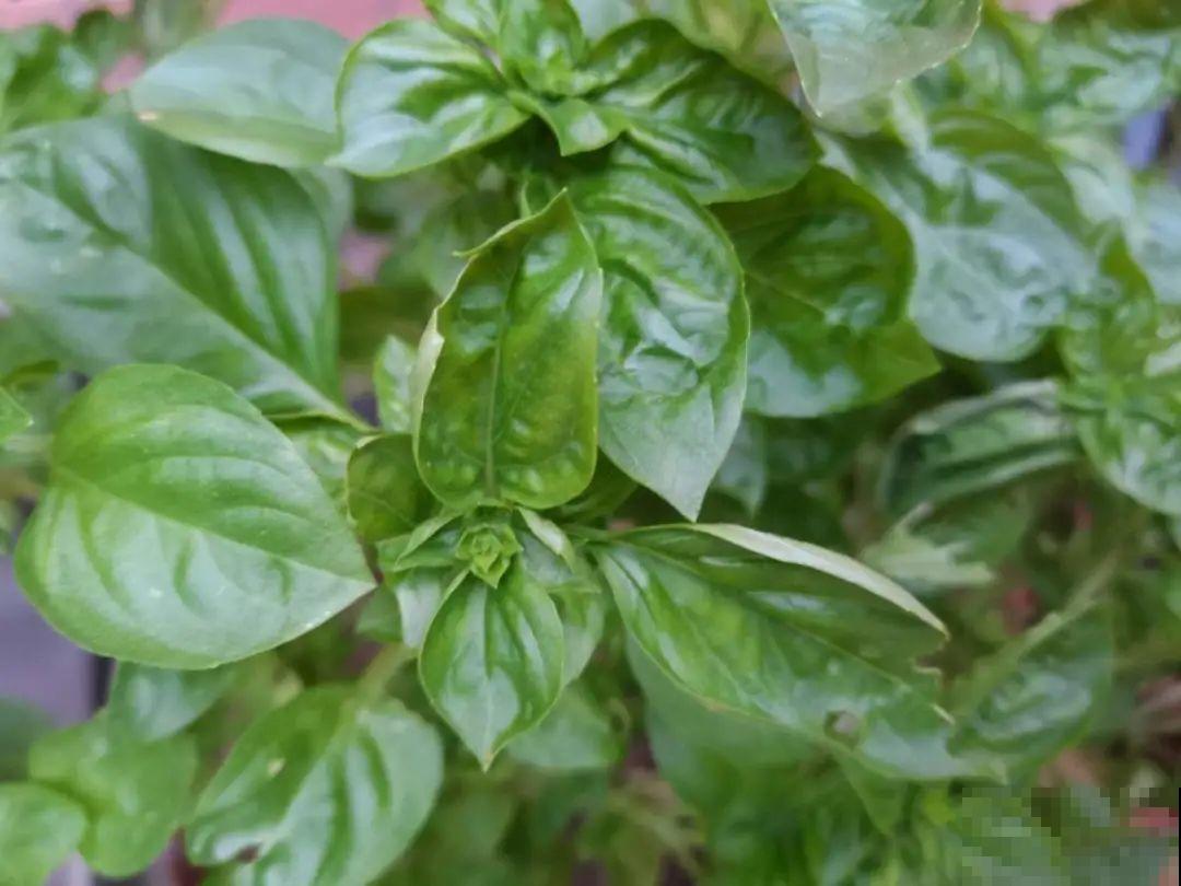 6种盆栽能吃,掐掉一节很快冒新芽,味道芳香营养丰富 6种盆栽能吃,掐掉一节很快冒新芽,味道芳香营养丰富