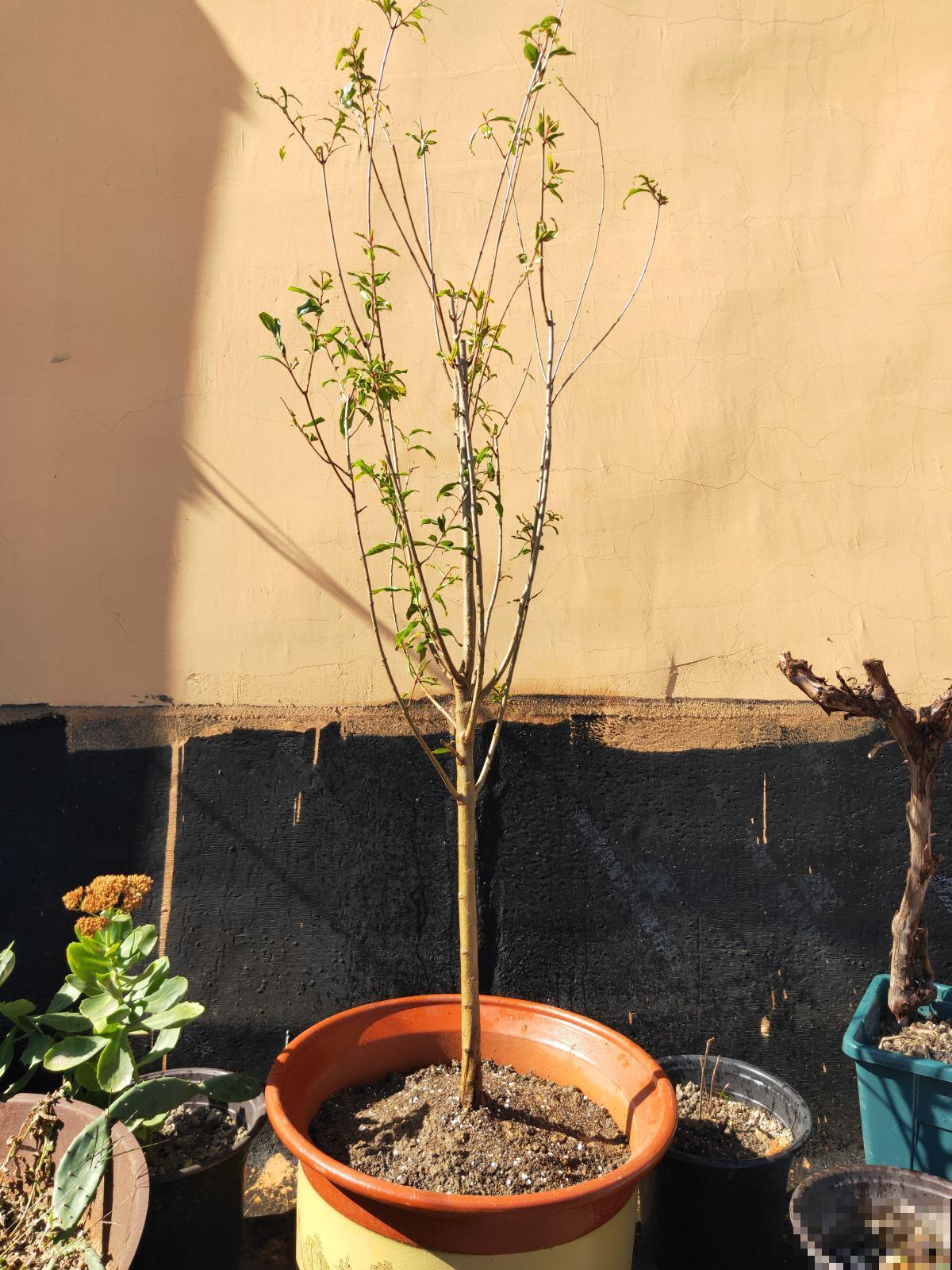 学会这5个好习惯,你就是养花高手,一般人不告诉他 学会这5个好习惯,你就是养花高手,一般人不告诉他